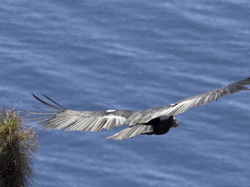 Condor of Baja California