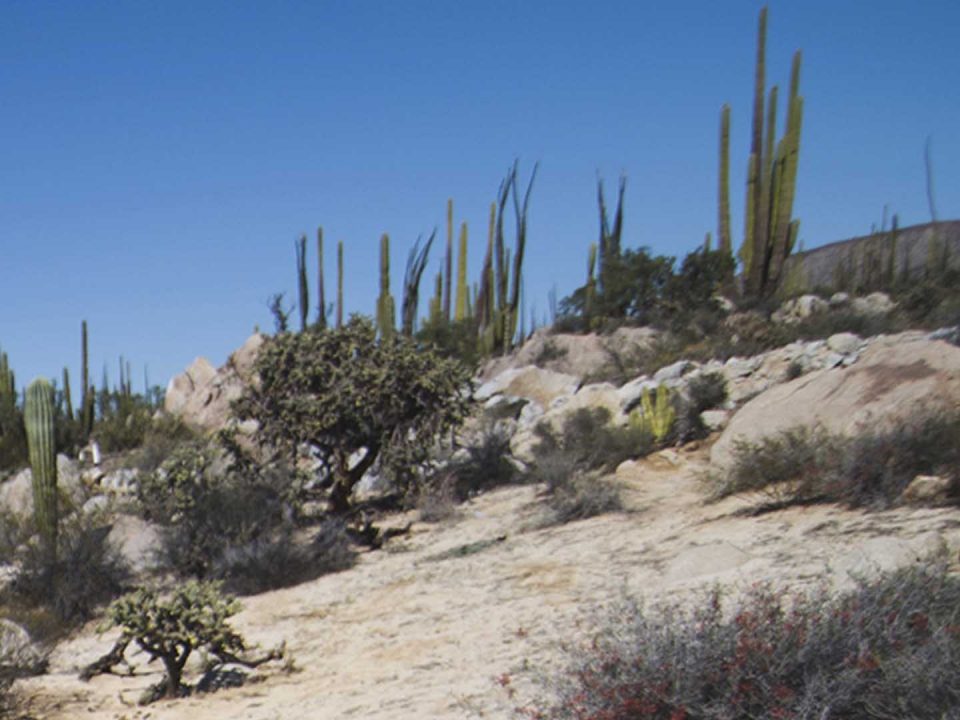 Valle de Los Cirios, Baja California