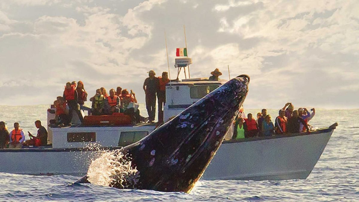 Watching the Gray Whale, Baja California